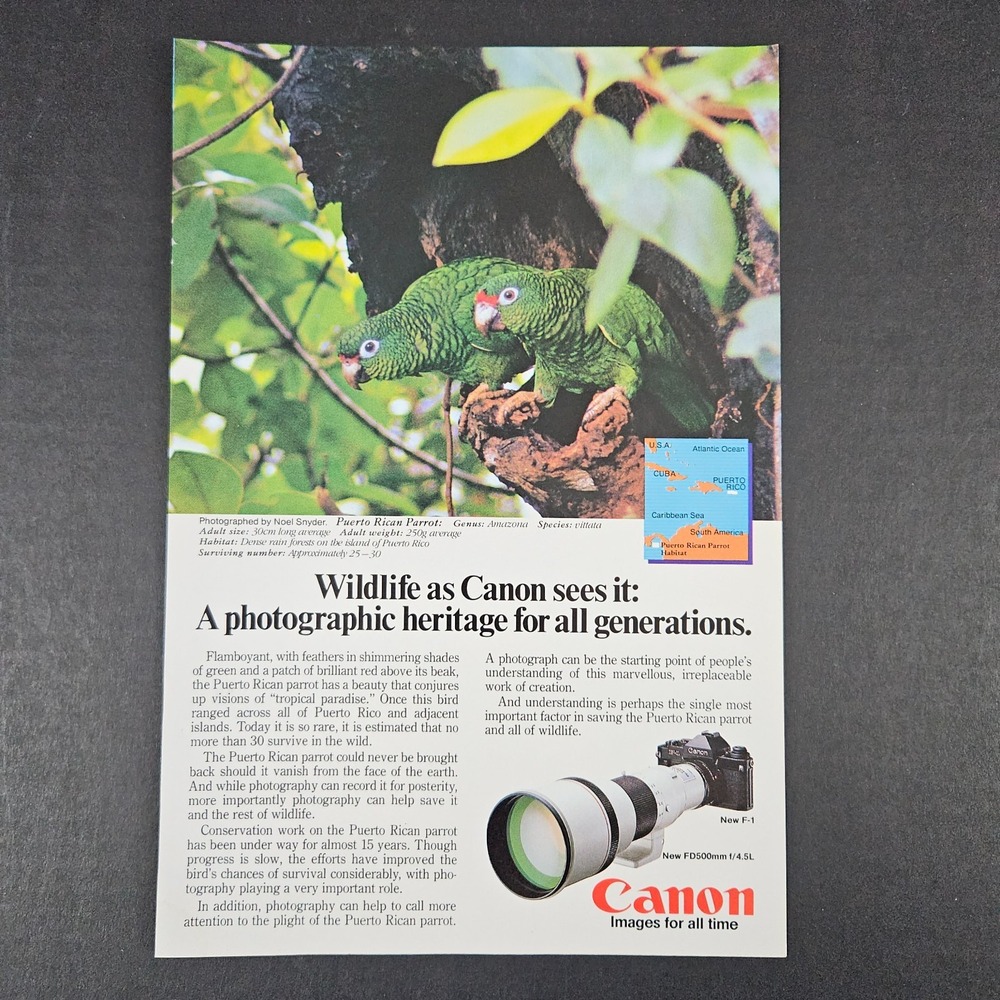 1983 Canon F-1 Camera FD500 Lens Vintage Print Ad Puerto Rican Parrots‎ Amazon